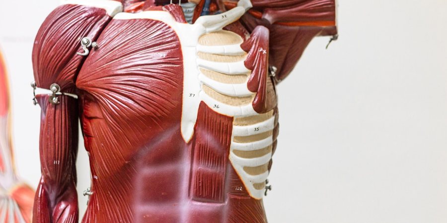 Praktyka podczas kursu Anatomia funkcjonalna, screening i wzorce ruchowe — kadr 4