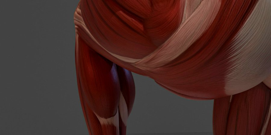 Praktyka podczas kursu Anatomia funkcjonalna, screening i wzorce ruchowe — kadr 1