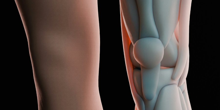Anatomia stawu kolanowego