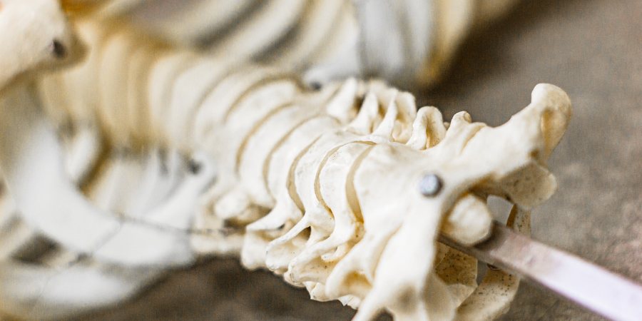 Anatomia kręgosłupa